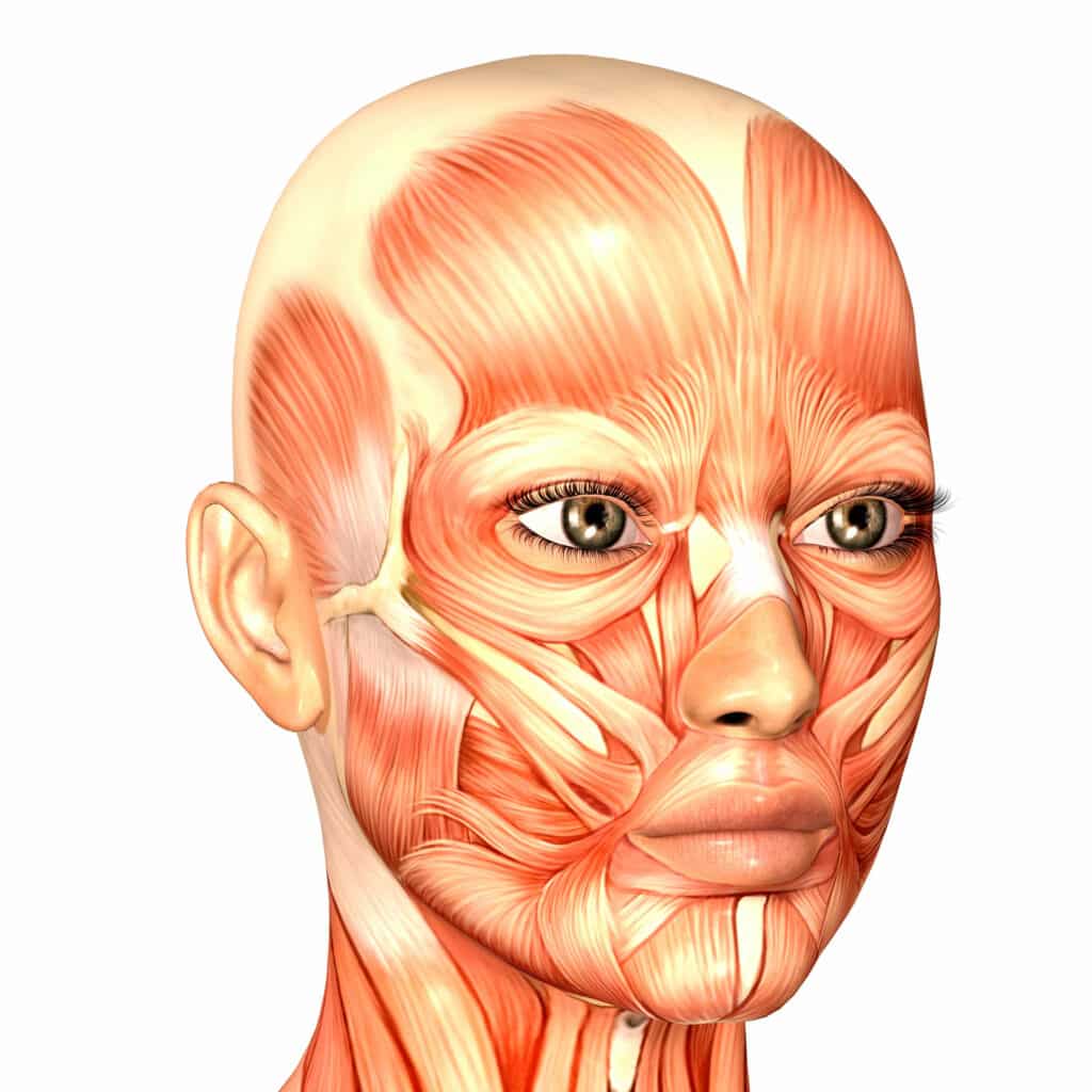 Muscles visage vbocca facialiste